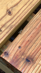 Vespula