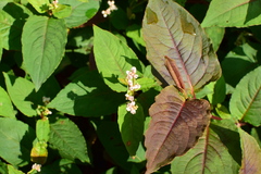 Persicaria runcinata sinensis