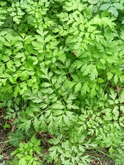 Anthriscus cerefolium