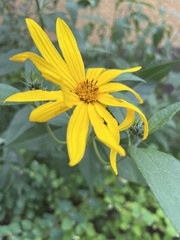 Helianthus tuberosus