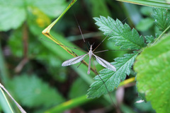 Tipula