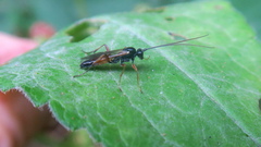 Ichneumonidae