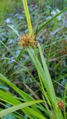 Carex lurida