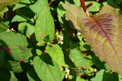 Persicaria runcinata sinensis
