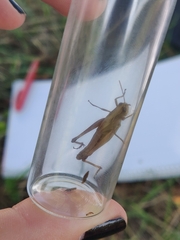 Pseudochorthippus parallelus