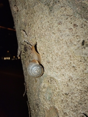 Bradybaena similaris