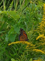 Danaus plexippus