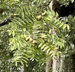 Juglans nigra
