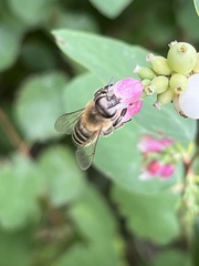 Apis mellifera