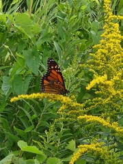 Danaus plexippus