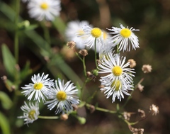 Erigeron strigosus