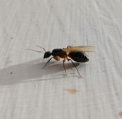 Camponotus