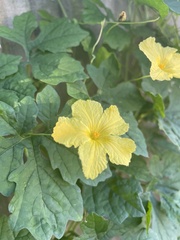 Momordica charantia