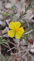 Fumana ericifolia