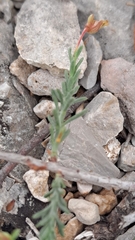 Fumana ericifolia