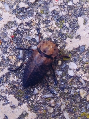 Capnodis tenebricosa