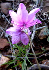 Ixia micrandra