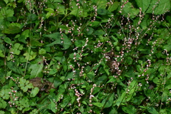 Persicaria posumbu