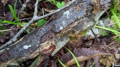 Henningsomyces candidus