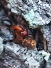 Camponotus floridanus