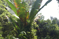 Musa acuminata siamea