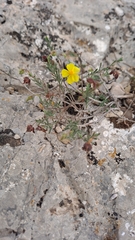 Fumana ericifolia