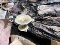 Lentinus