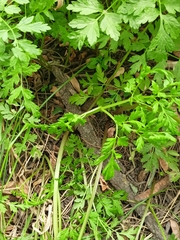 Anthriscus cerefolium