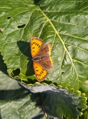 Lycaena dispar