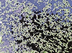 Wolffia brasiliensis