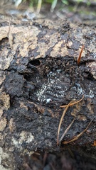 Henningsomyces candidus