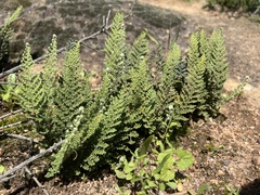 Polypodiopsida