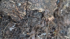 Henningsomyces candidus