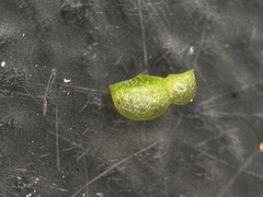 Wolffia brasiliensis