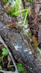 Henningsomyces candidus