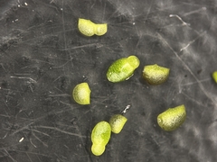 Wolffia brasiliensis