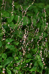 Persicaria posumbu