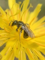 Lasioglossum