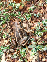 Pelobates vespertinus