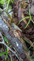 Henningsomyces candidus