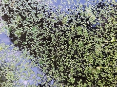 Wolffia brasiliensis