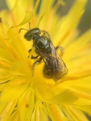 Lasioglossum