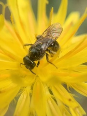 Lasioglossum