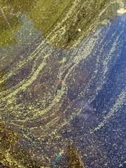 Wolffia brasiliensis