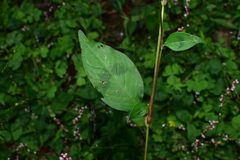 Persicaria posumbu