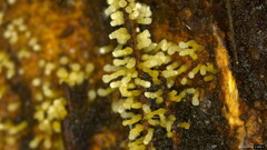 Henningsomyces candidus