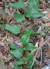 Smilax pumila