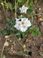 Acleisanthes longiflora