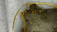 Henningsomyces candidus