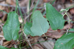 Smilax pumila